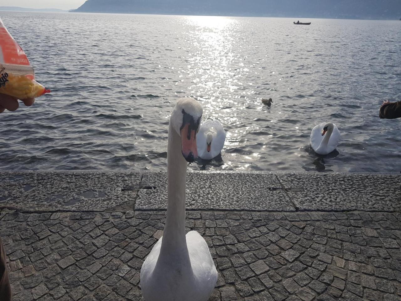B&B Stella Maggiore Verbania Bagian luar foto